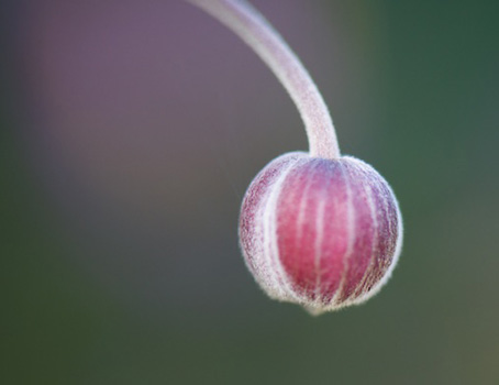 seed